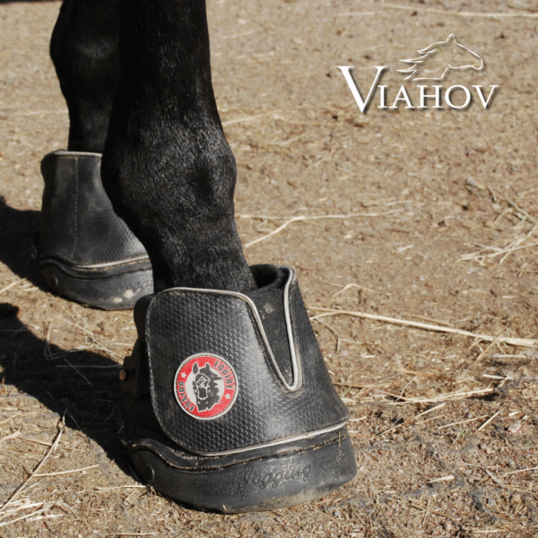 1g) Equine Fusion Active Jogging (par) - Bild 2