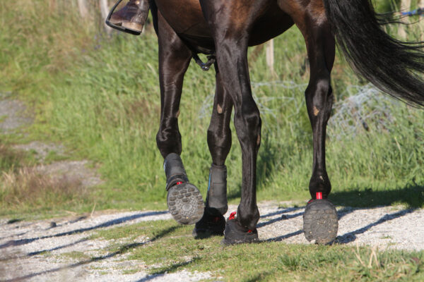 1f) Equine Fusion Trekking (styck) - Bild 3
